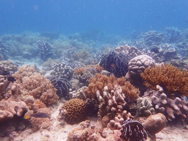 Nomad Divers Bangka Likupang المظهر الخارجي الصورة