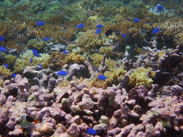 Nomad Divers Bangka Likupang المظهر الخارجي الصورة